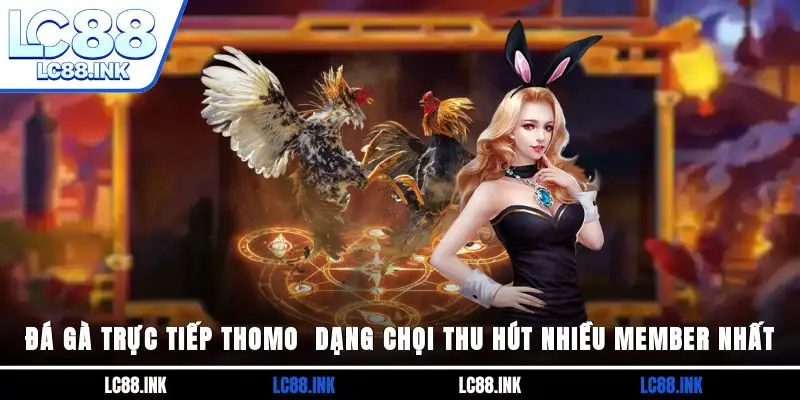 Đá Gà Trực Tiếp Thomo - Dạng Chọi Thu Hút Nhiều Member Nhất